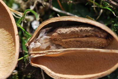 Paulownia tomentosa -paulovnie plstnatá - semena a část plodu (2)